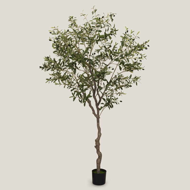 Buy Green Olive Potted Tree L Online in India