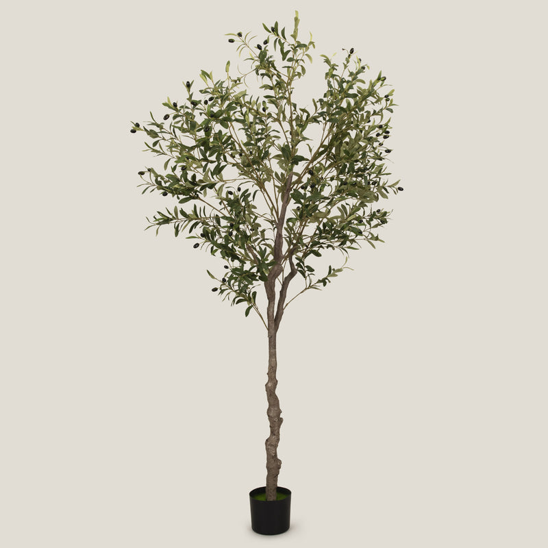 Shop Green Olive Potted Tree L Online in India