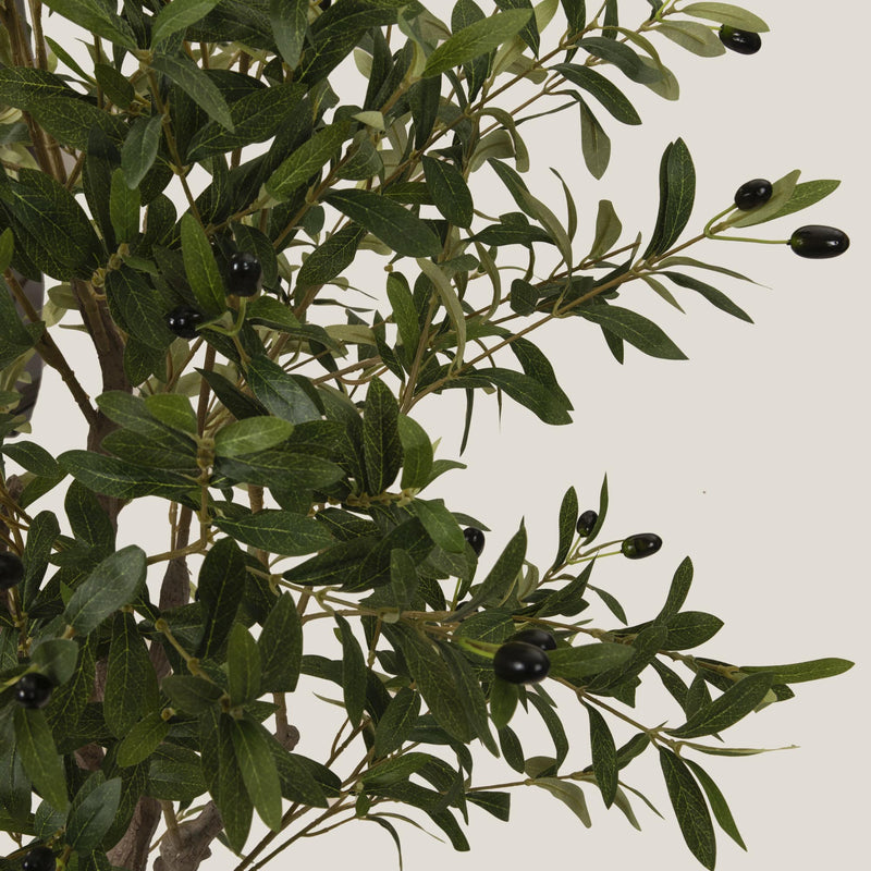  Green Olive Potted Tree L Buy Online in India