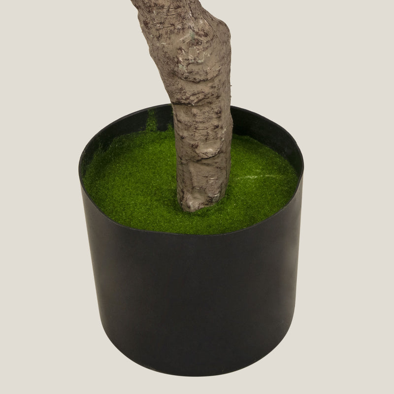  Green Olive Potted Tree L Shop Online in India