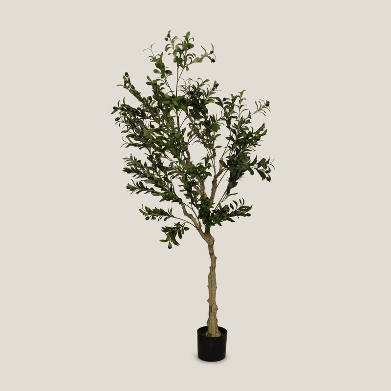 Buy Green Olive Potted Tree S Online in India