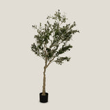 Shop Green Olive Potted Tree S Online in India