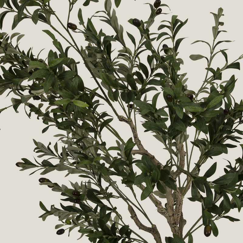  Green Olive Potted Tree S Buy Online in India
