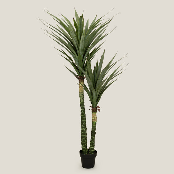 Buy Yucca Potted Tree Online in India