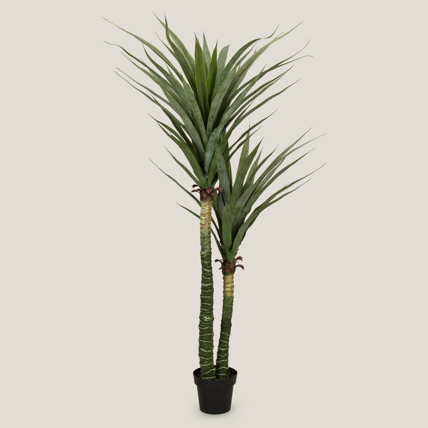 Shop Yucca Potted Tree Online in India