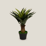 Buy Green Foxtail Agave Potted Tree Online in India