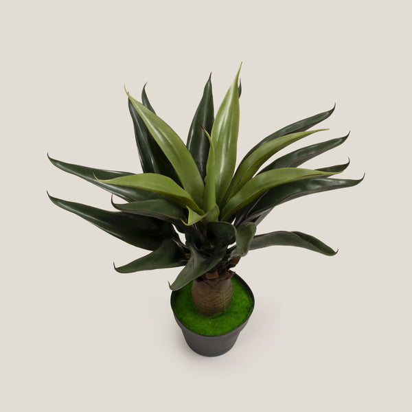 Shop Green Foxtail Agave Potted Tree Online in India