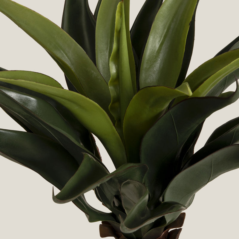  Green Foxtail Agave Potted Tree Buy Online in India