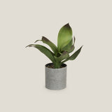 Buy Green Agave Succulent Potted Plant Online in India