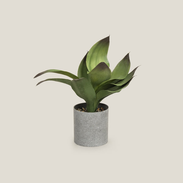 Shop Green Agave Succulent Potted Plant Online in India