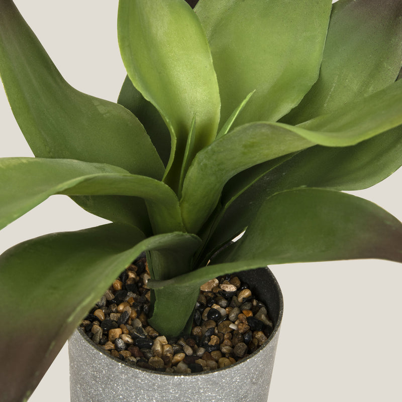  Green Agave Succulent Potted Plant Buy Online in India