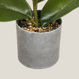  Green Agave Succulent Potted Plant Shop Online in India