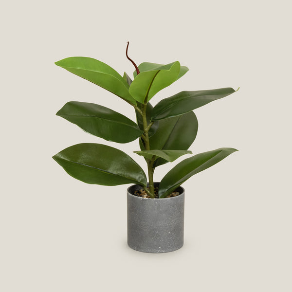 Buy Green Rubber Fig Potted Plant Online in India