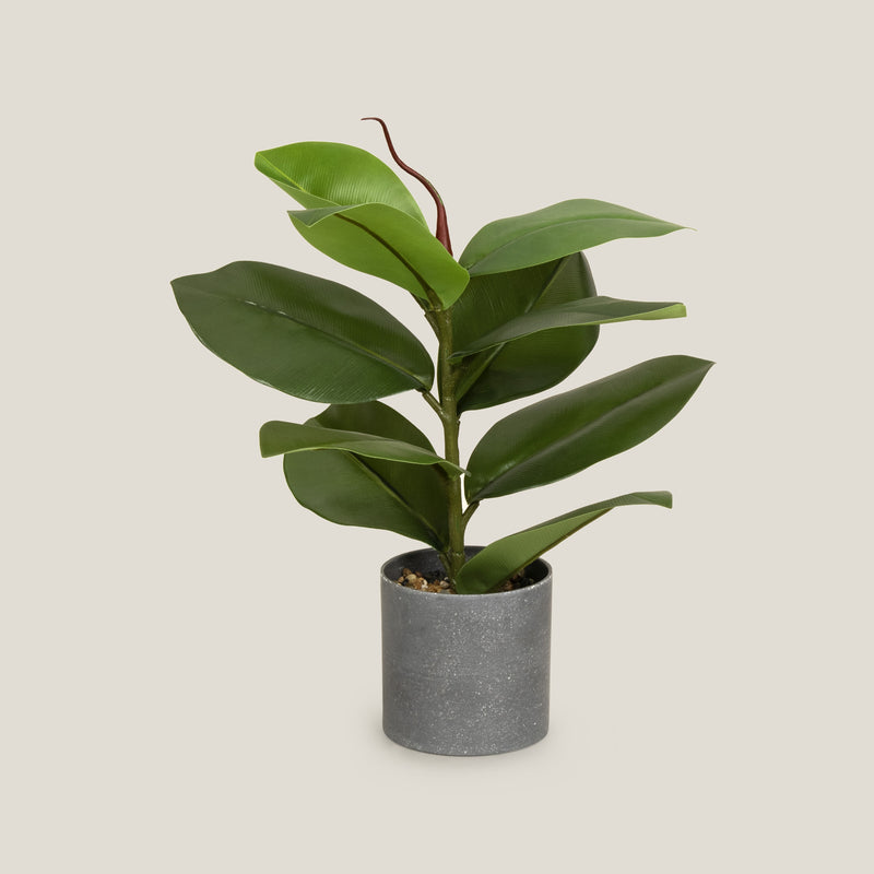 Shop Green Rubber Fig Potted Plant Online in India