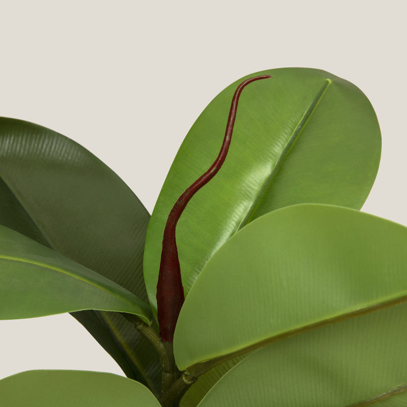  Green Rubber Fig Potted Plant Shop Online in India