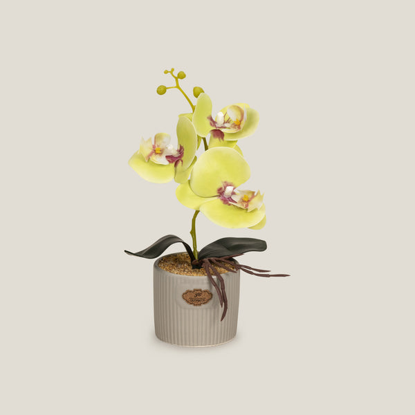 Buy Yellow Teacup Orchid Potted Plant Online in India