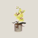 Shop Yellow Teacup Orchid Potted Plant Online in India