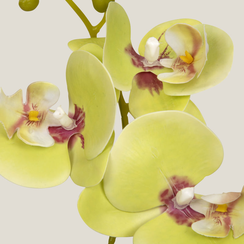  Yellow Teacup Orchid Potted Plant Buy Online in India