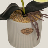  Yellow Teacup Orchid Potted Plant Shop Online in India