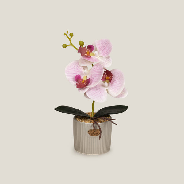 Buy Pink Teacup Orchid Potted Plant Online in India
