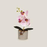 Shop Pink Teacup Orchid Potted Plant Online in India