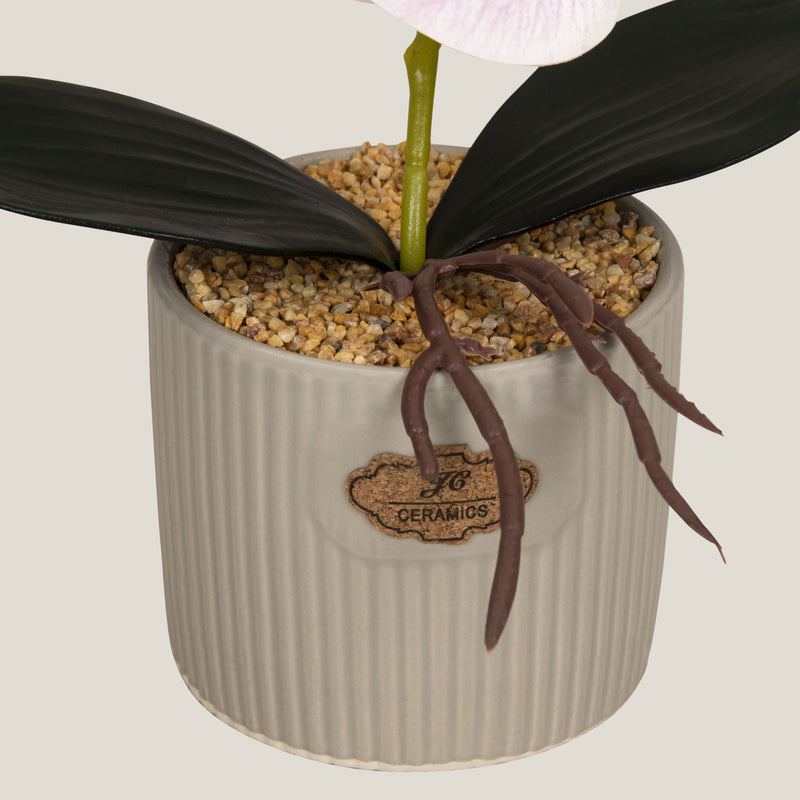  Pink Teacup Orchid Potted Plant Buy Online in India