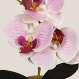  Pink Teacup Orchid Potted Plant Shop Online in India