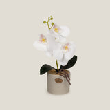 Buy White Teacup Orchid Potted Plant Online in India