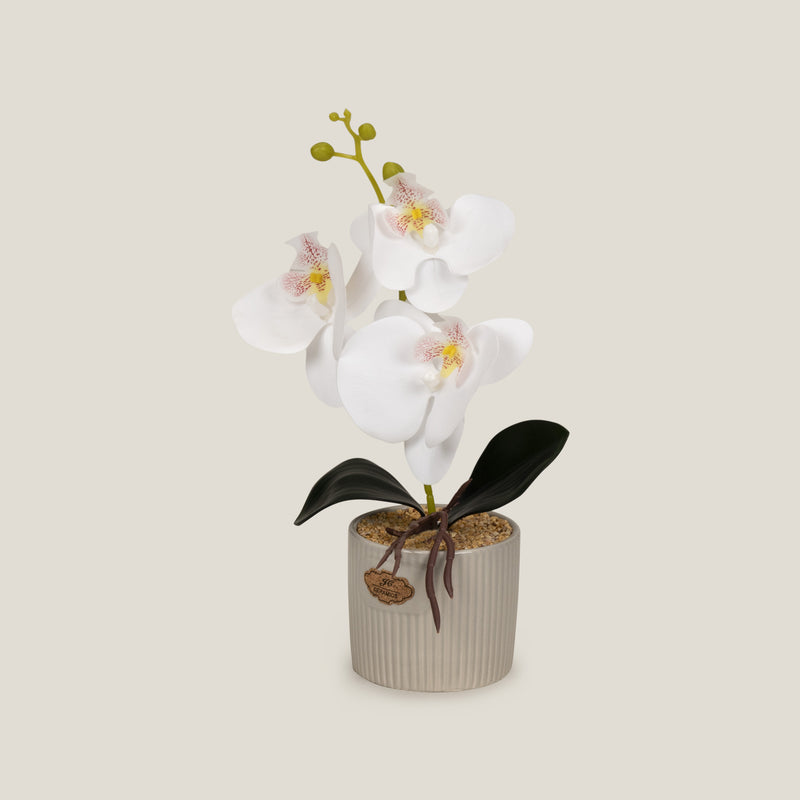 Shop White Teacup Orchid Potted Plant Online in India