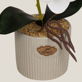  White Teacup Orchid Potted Plant Buy Online in India