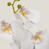  White Teacup Orchid Potted Plant Shop Online in India