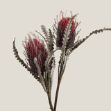 Buy Red Hairpin Banksia Flower Online in India