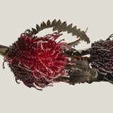  Red Hairpin Banksia Flower Buy Online in India