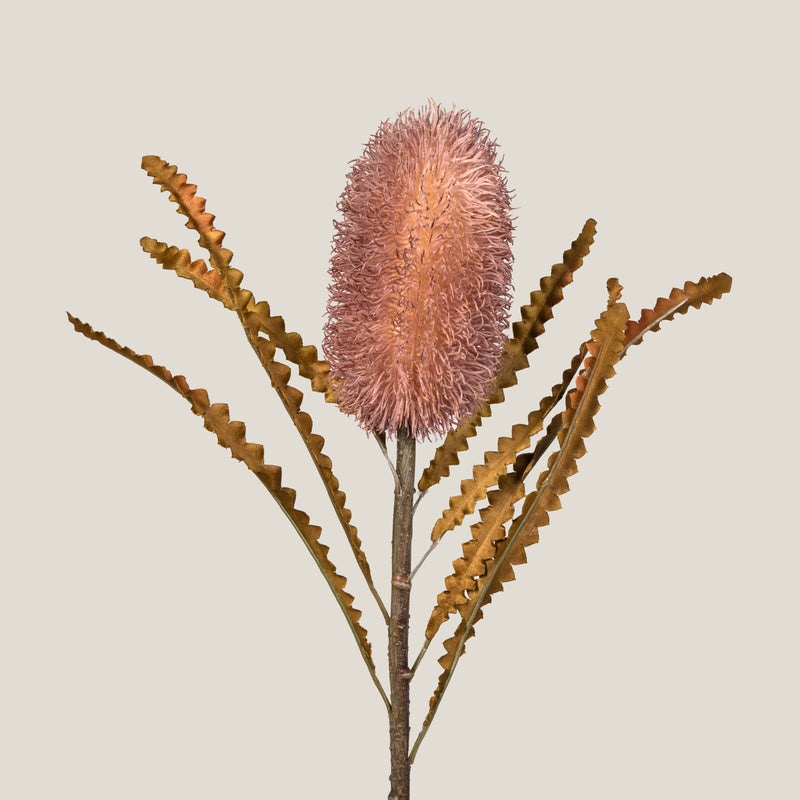 Peach Firewood Banksia Flower