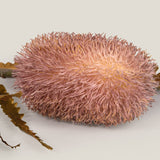 Peach Firewood Banksia Flower