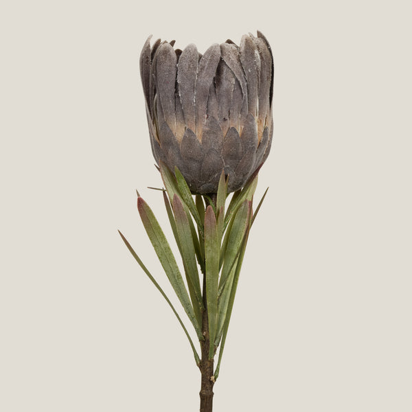 Buy Grey Queen Protea Flower Online in India