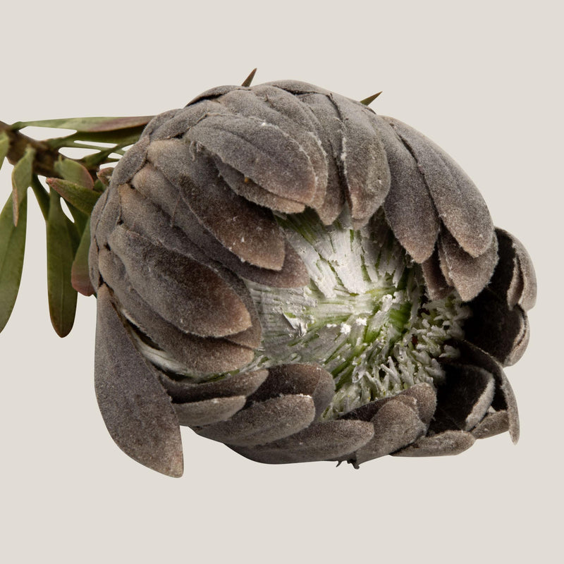  Grey Queen Protea Flower Buy Online in India