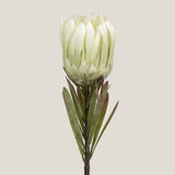 Buy White Queen Protea Flower Online in India