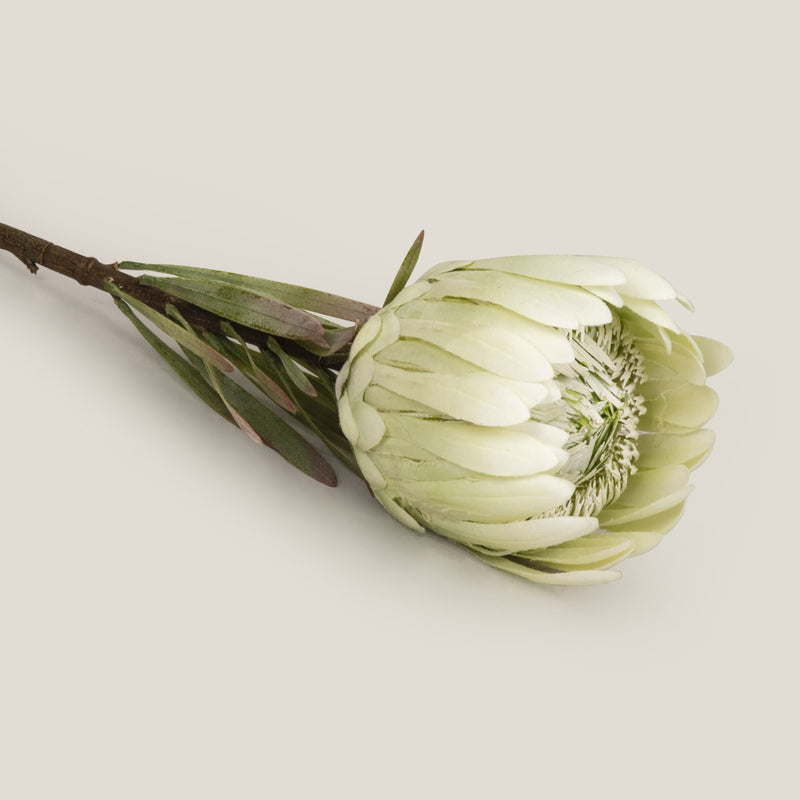 Shop White Queen Protea Flower Online in India