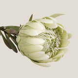  White Queen Protea Flower Buy Online in India