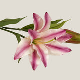 Pink Lily Blossom Flower