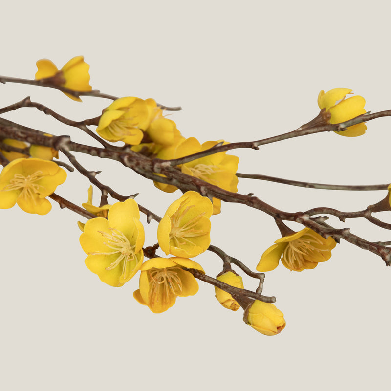  Yellow Japanese Cherry Blossom Flower Buy Online in India
