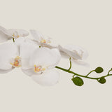 Giant White Phalaenopsis Flower