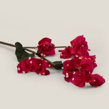 Burgundy Queen Bougainvillea Flower