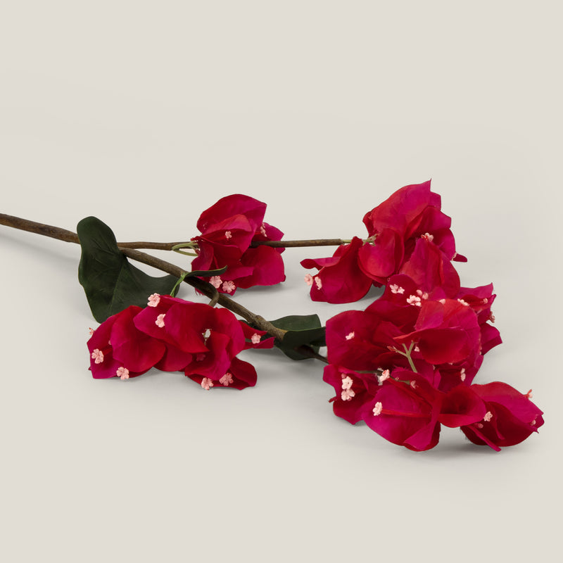 Burgundy Queen Bougainvillea Flower