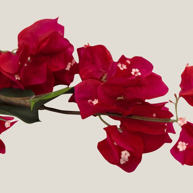 Burgundy Queen Bougainvillea Flower