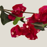 Burgundy Queen Bougainvillea Flower