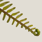 Western Sword Green Fern Leaf S