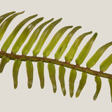 Western Sword Green Fern Leaf S