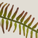 Western Sword Burgundy Fern Leaf S
